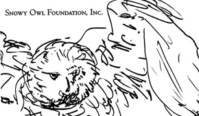 Snowy Owl Foundation Image